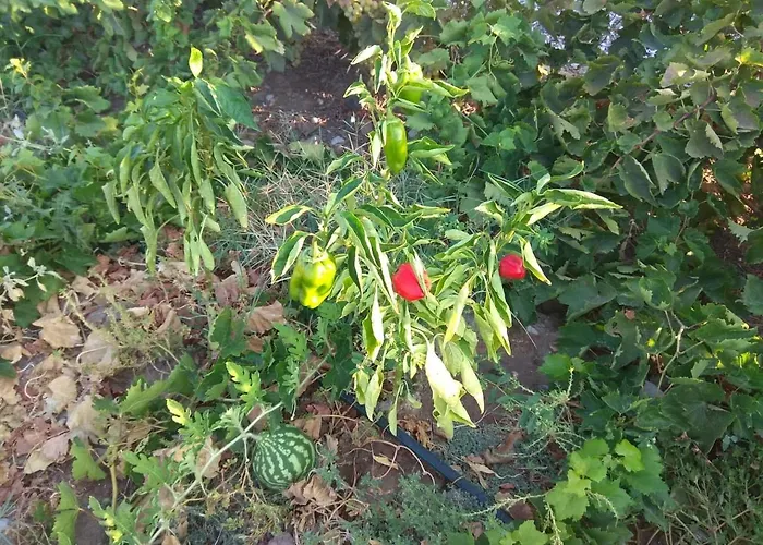 Serenity House- Beachfront With Pool فيلة