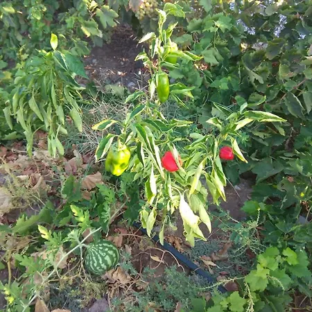 Serenity House- Beachfront With Pool Willa