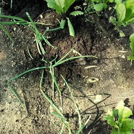 Vila Serenity House- Beachfront With Pool Gennadi